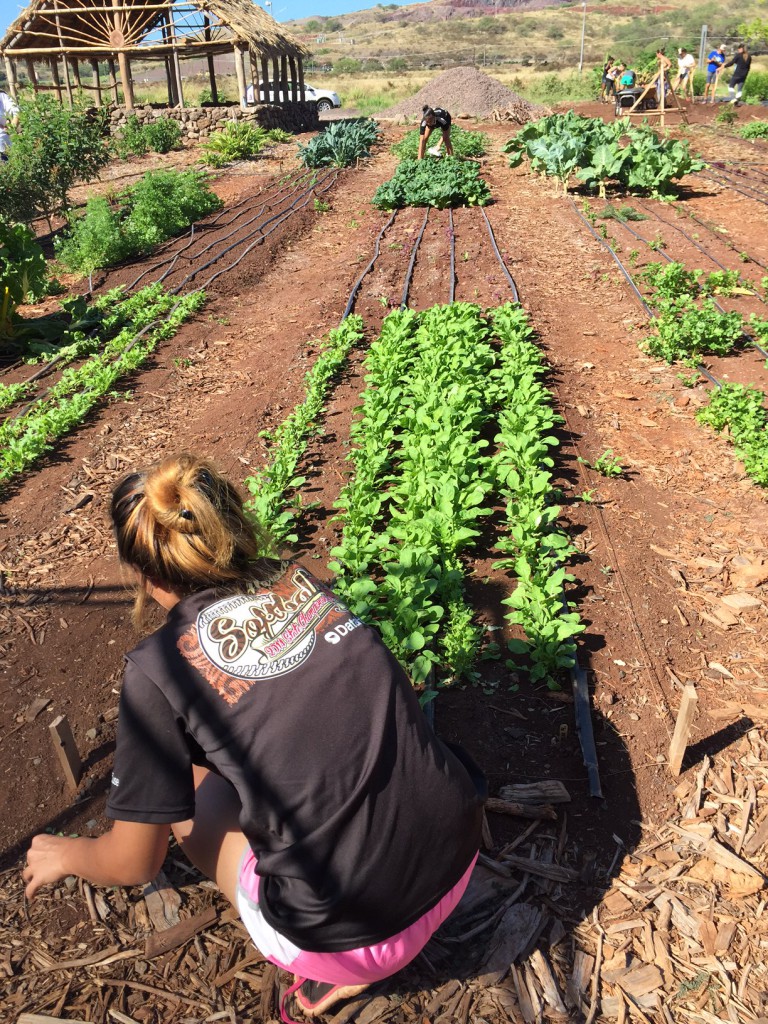 Students working in the organic garden