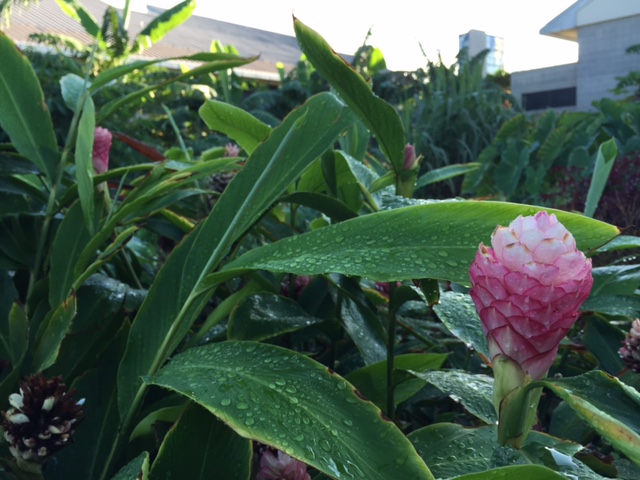 UHWO Student Organic Garden ginger