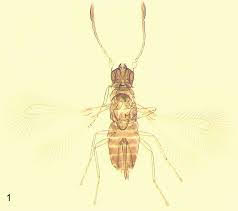 Anagrus erythroneura (Hymenoptera: Mymaridae)