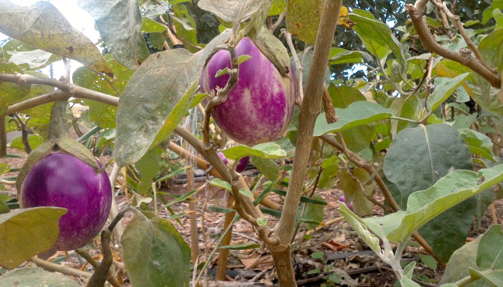 Eggplant from mala