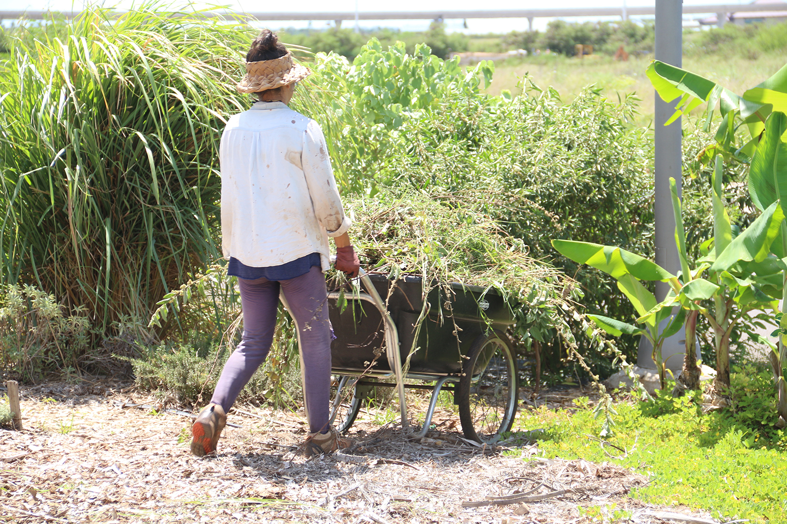 Working in the organic garden.