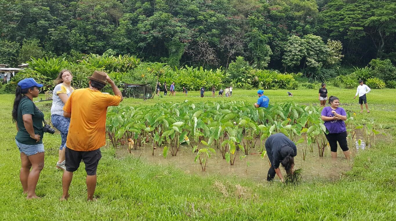 photo of UHWO Sustainable Community Food Systems students in the field