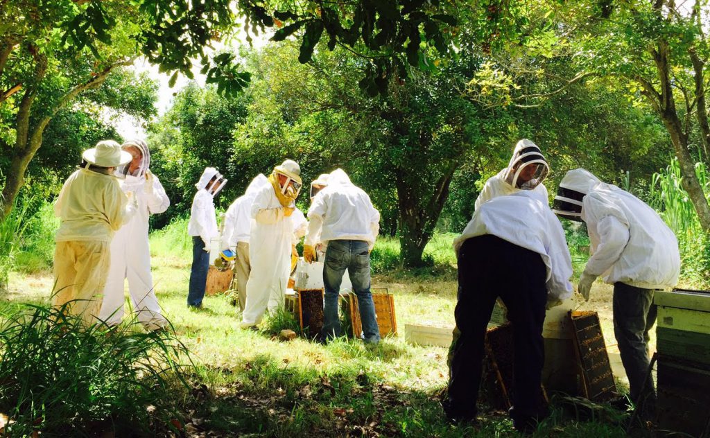 UH West Oahu students working with bee hives