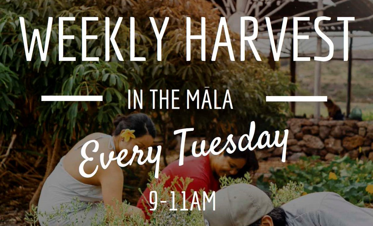 Flyer for weekly harvests in the garden every Tuesday at 9 to 11 a.m.