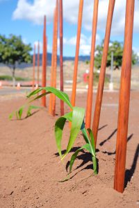 Photo of koa sticks stuck into the ground along side ti leaves