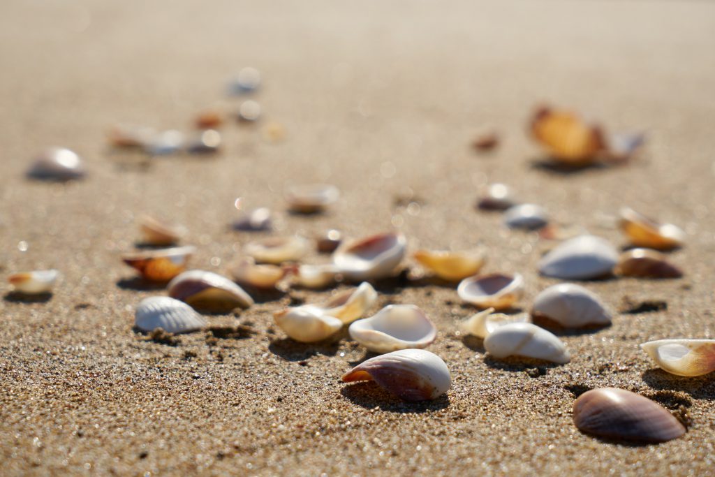 Shells on a sandy beach.