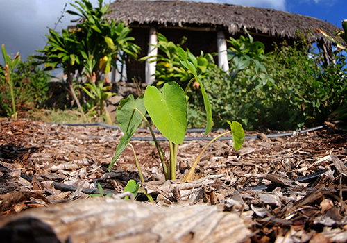 A young Taro plant growing in the campus mala.