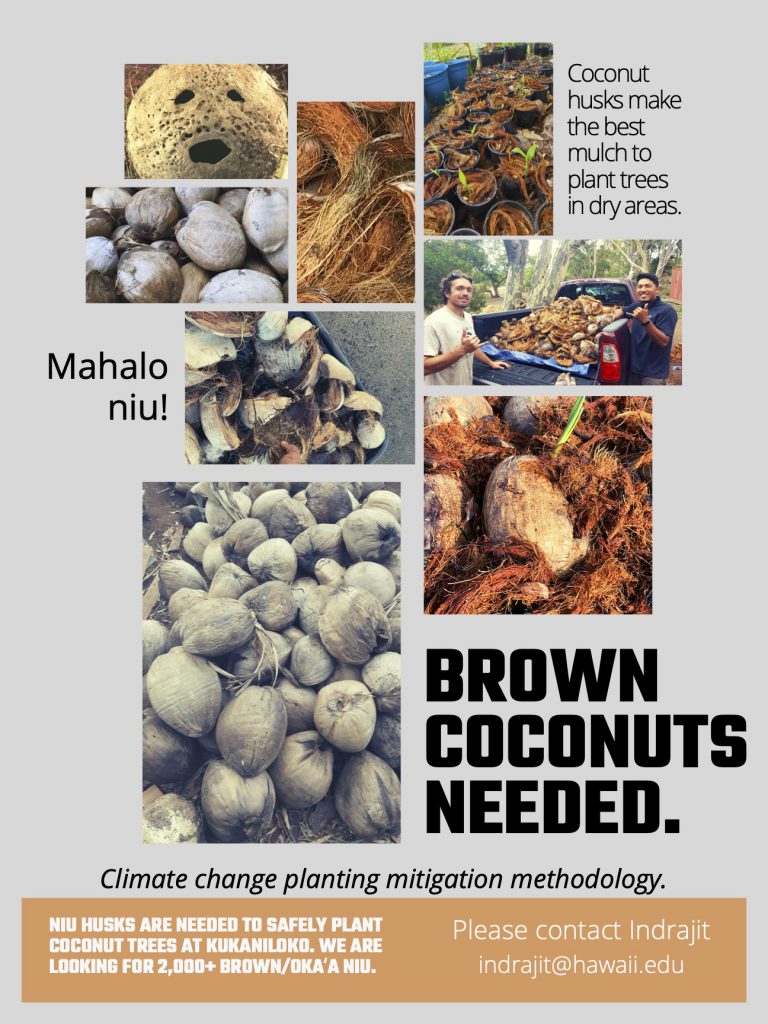 Brown coconuts needed contact indrajit@hawaii.edu