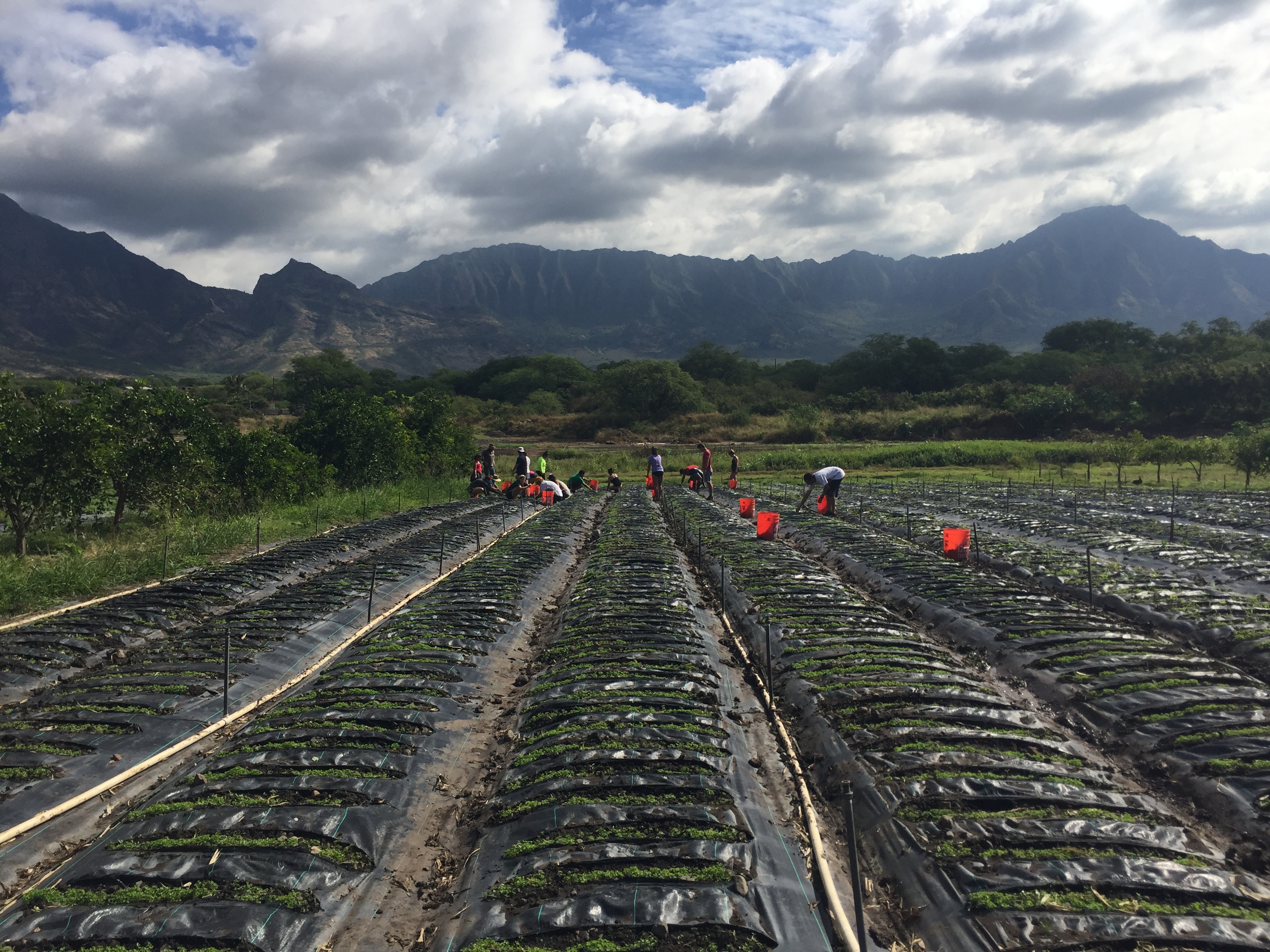 Photo of rows at a farm. People are working in the background