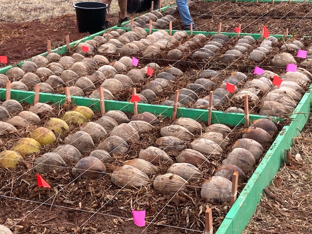 Rows of seedlings in a coconut nursery.