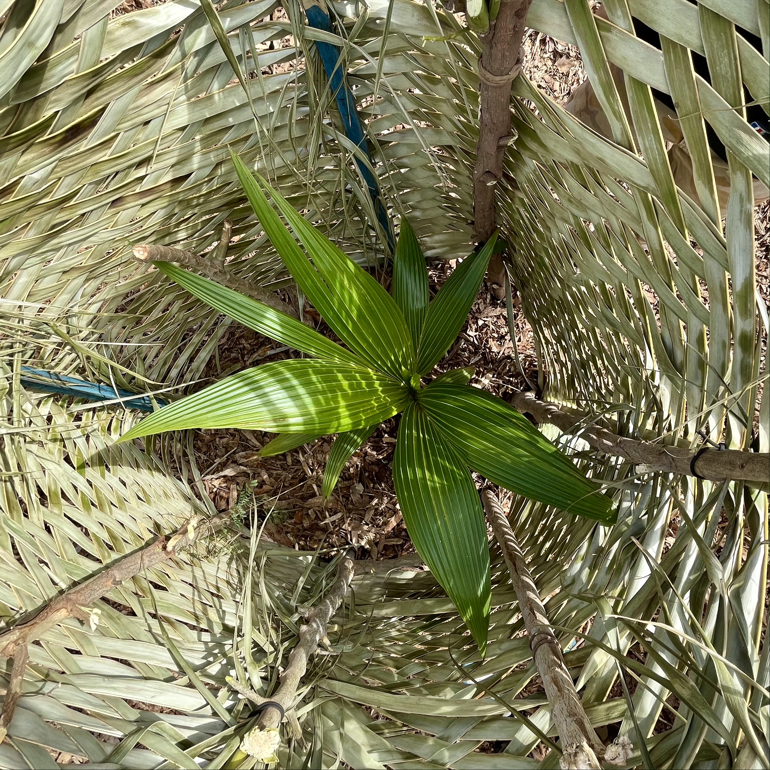 Top view of a newly planted coconut surrounded by a woven shelter of coconut palm leaves.