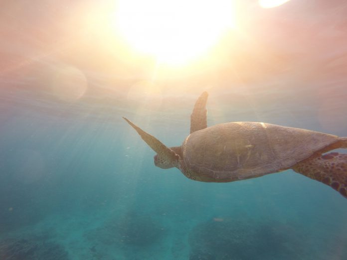 Turtle swimming in the ocean.