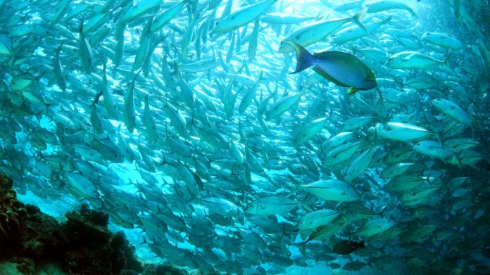 Underwater image of a school of fish.