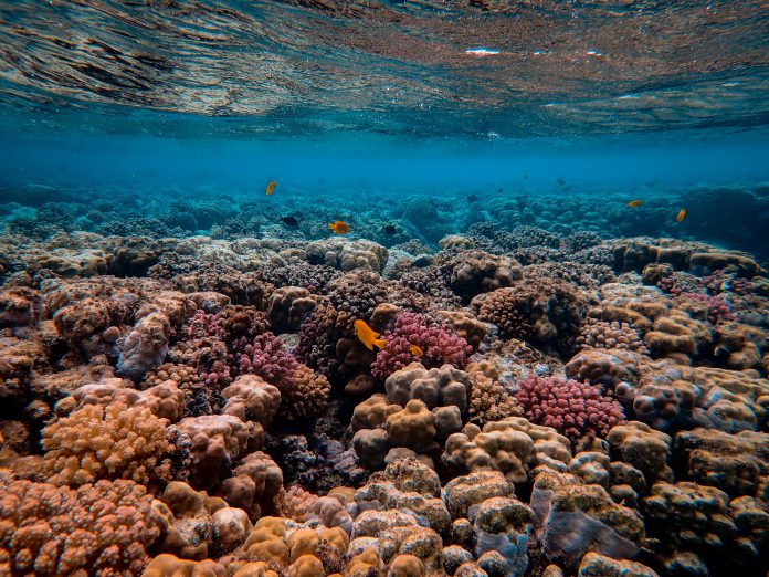 A coral reef.