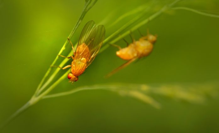 Closeup of two fruit flies on a plant.