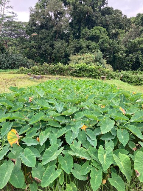 A taro patch with trees in the background.