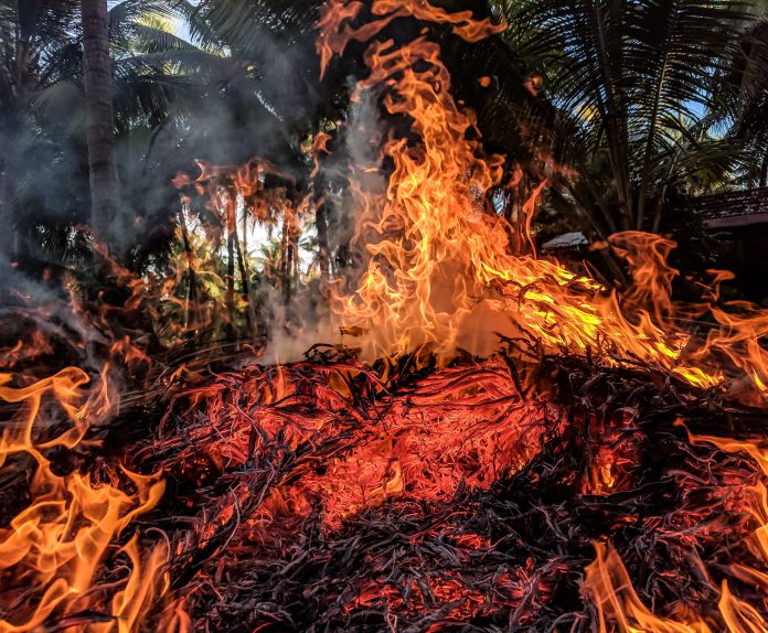A raging fire with palm trees in the background.