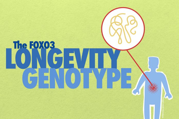 Graphic of a blue silhouette with the words, “FOXO3 Longevity Genotype.”