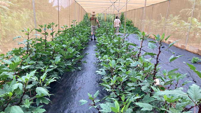 Two people walking between rows of crops.