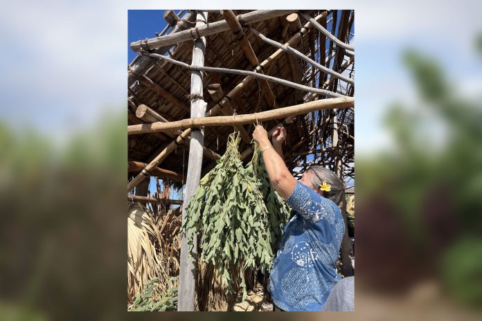 A woman hanging dried herbs outdoors.