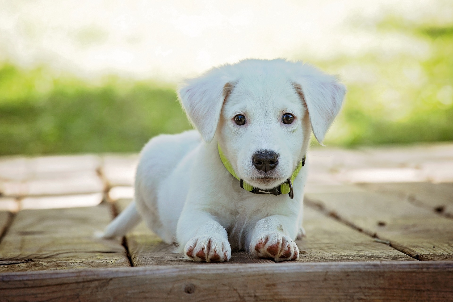 A picture of a white puppy laying on the sidewalk