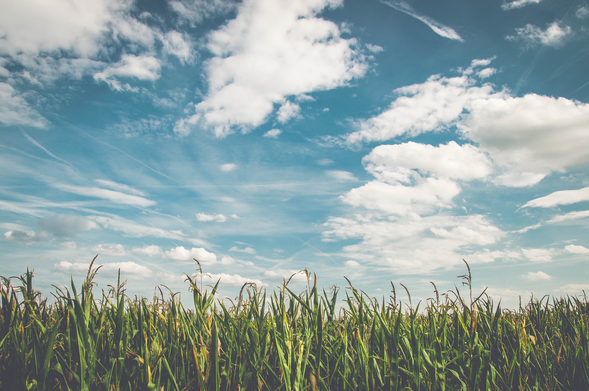 Picture of a Corn Field and a Blue Sky with Clouds