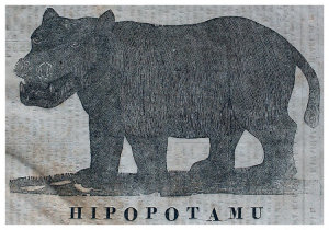 A picture of a hippopotamus that was featured in Ka Lama Hawaii.