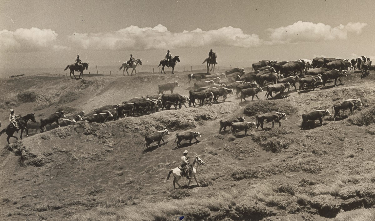 A picture of paniolo (Hawaiian cowboys) herding cattle on the Big Island.