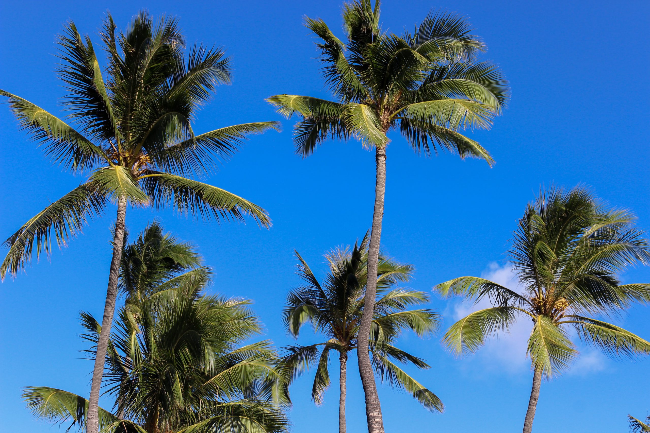 palm trees photo