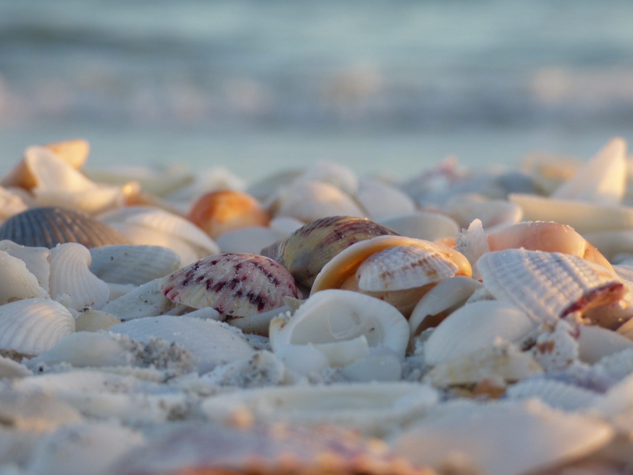 seashells photo