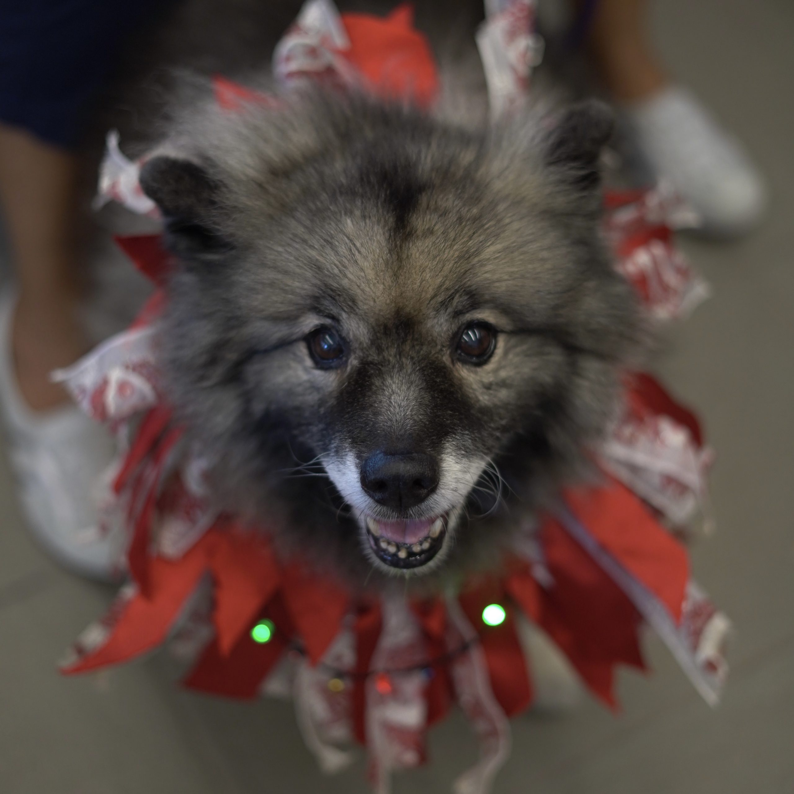 Closeup of a dogʻs face.