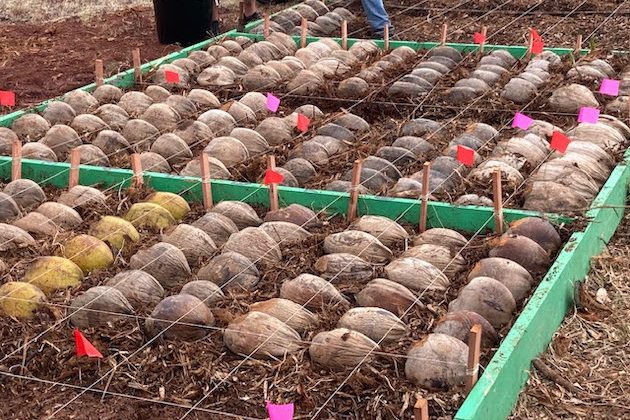 Rows of coconuts.
