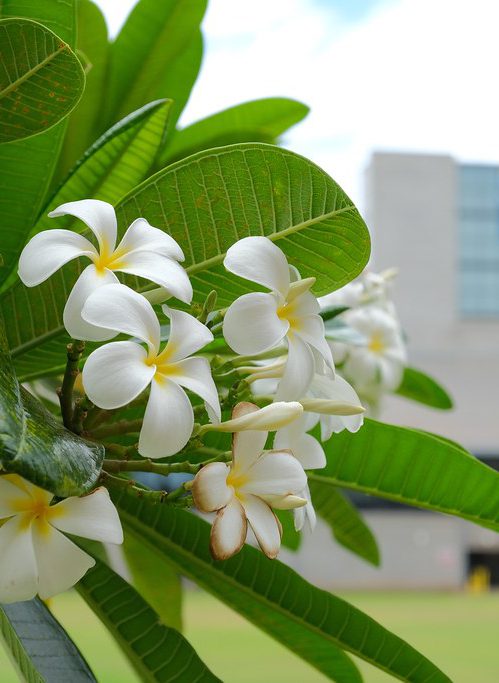 Plumeria tree with the library tower in background.