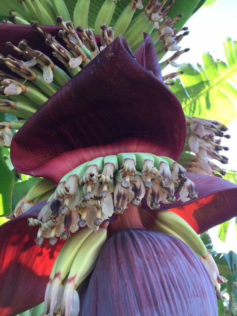Close up of a newly blossoming banana flower reveal its fruit