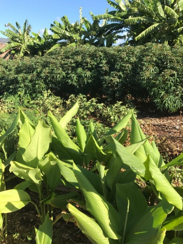 A shot of tumeric leaves in the foreground with cassava and banana plants in the background.