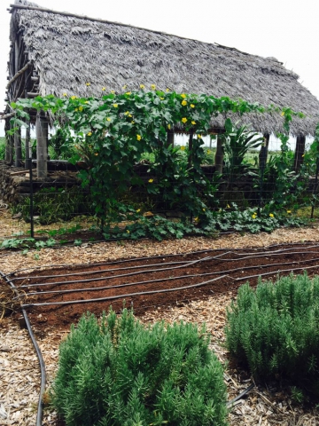 Seeing the roof of the hale with a trellis full of squash vines