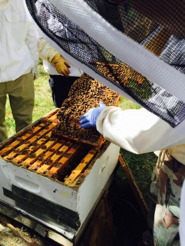 A group of students in protective bee suits open a bee box to inspect the health of the hive.