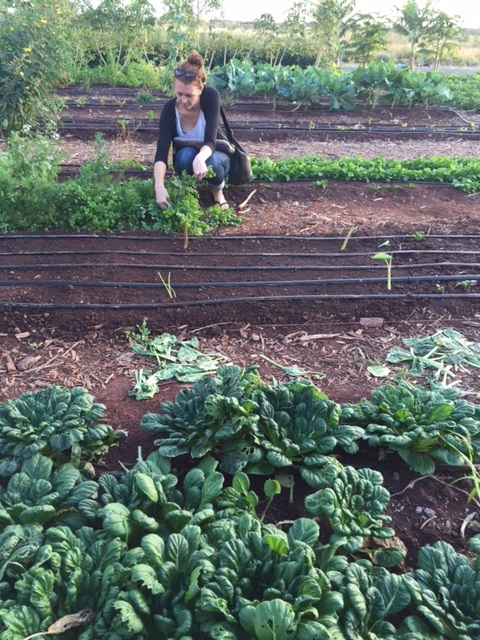 Student crouches down to inspect the green herbs growing in a planting row