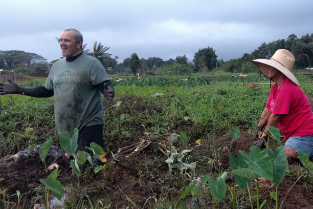 Community members take moment to smile as they are knee deep in the loʻi pulling out weeds around the kalo plants.