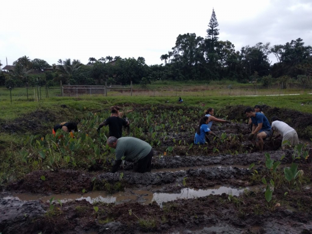 Students make progress pullin gout weeds in the loʻi.