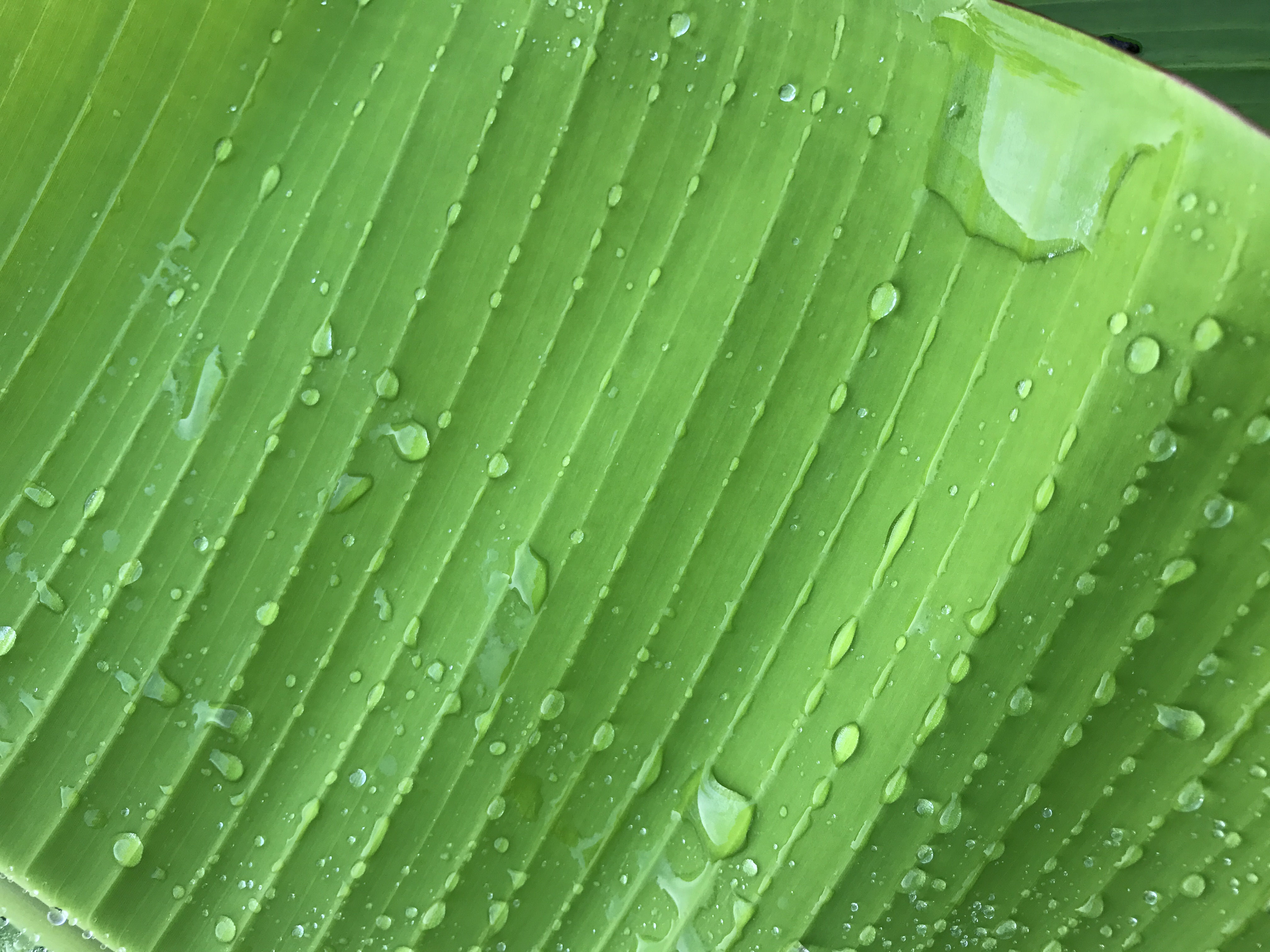 Close up on a portion of a banana leaf with rain droplets collecting on it