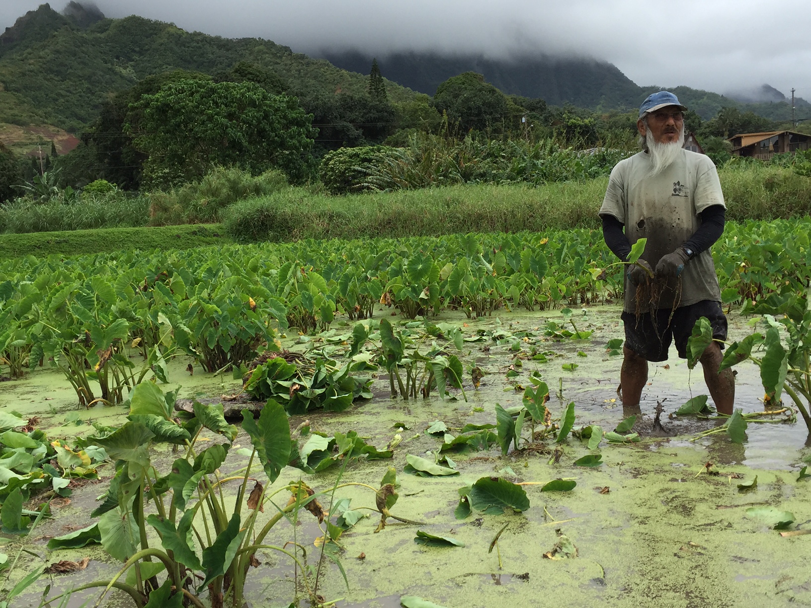 Cultural practitioner standing in the loʻi harvesting kalo