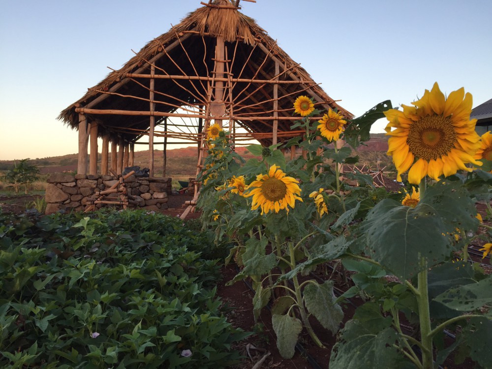 Large yellow sunflowers standing tall and a bed of uala vines in front of hale.
