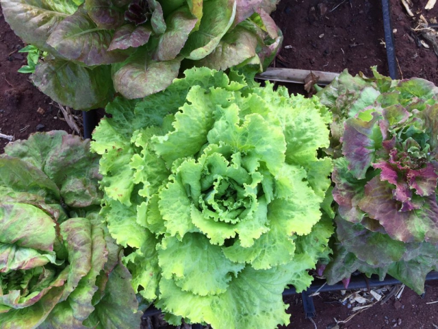 Close up on a head of green lettuce with other red and green lettuce heads around it.
