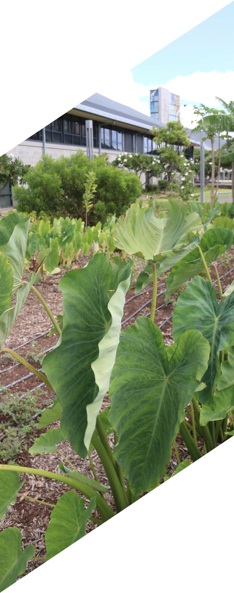 Taro growing in the garden next to the UHWO great lawn.
