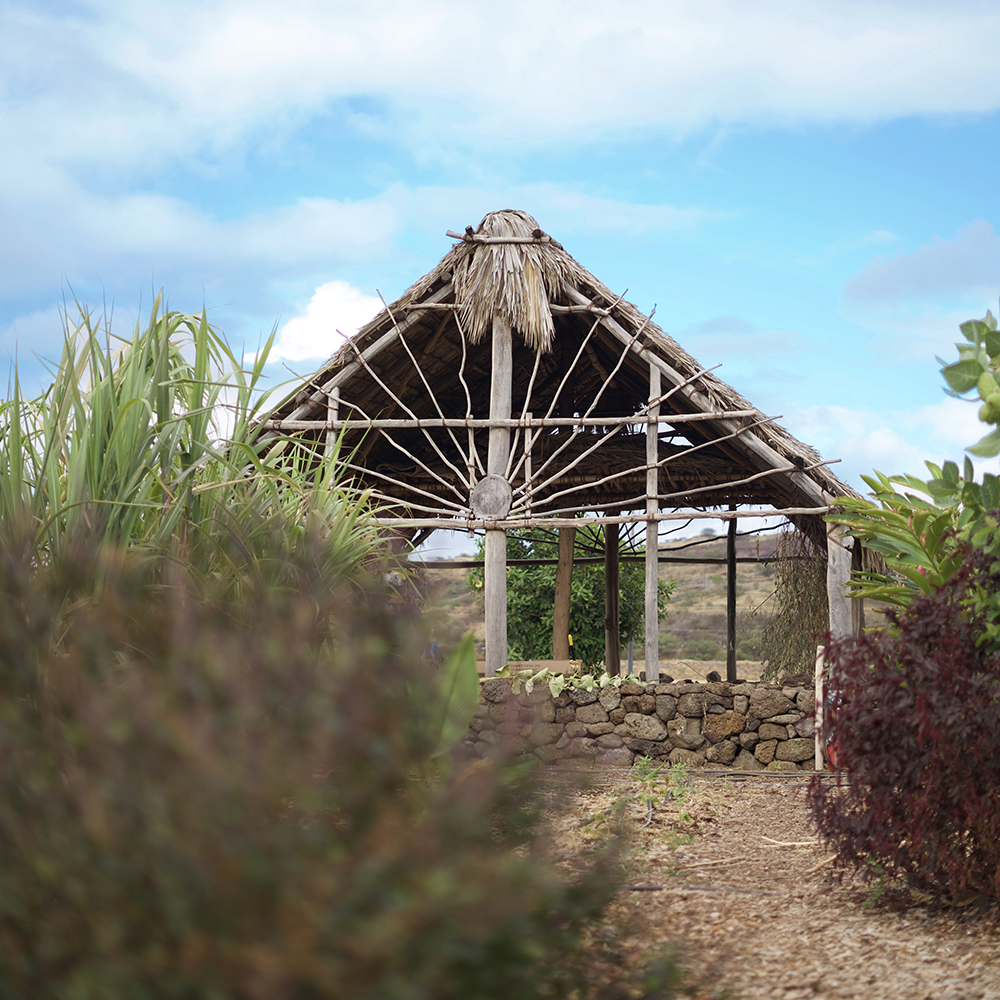 Hale Kuahuokalā in the campus organic garden.