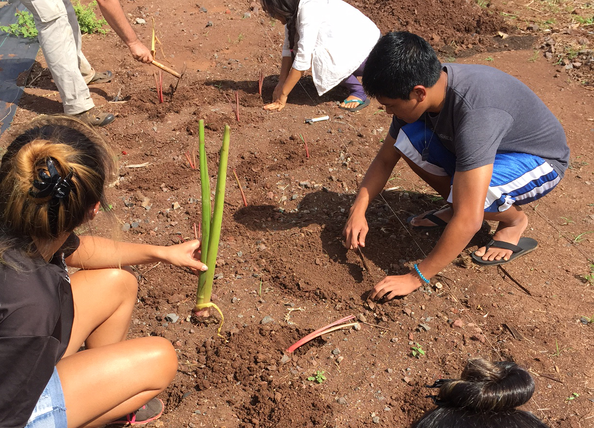 Students planting seedlings in the campus mala.