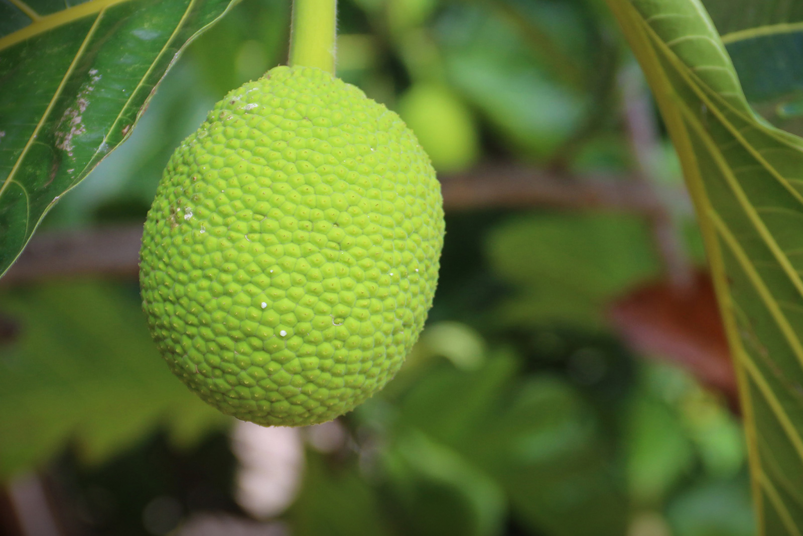 Image of a single breadfruit on the tree - commonly used in holistic applications.