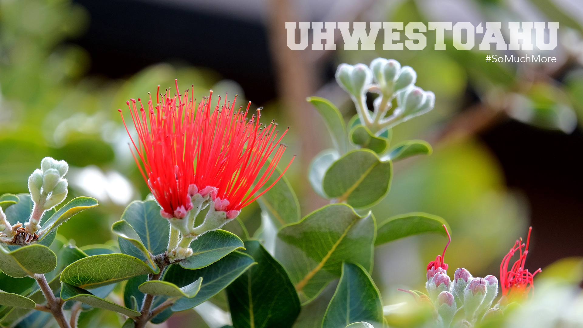 The red lehua flower in the campus mala.