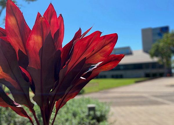 Vivid Hawaiian Ti Leaf Plant